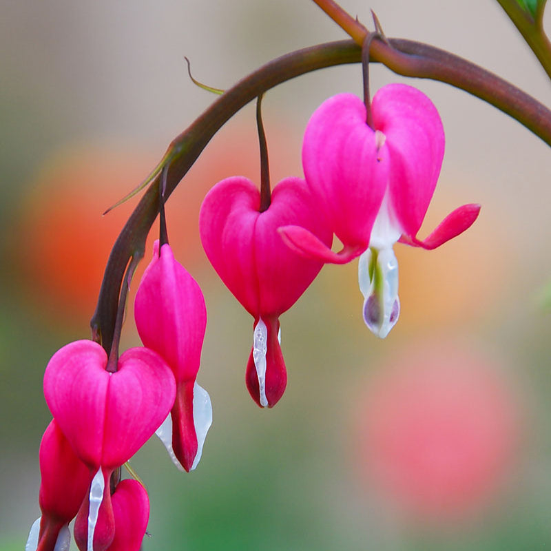 Bleeding Heart Seeds – Dicentra Spectabilis
