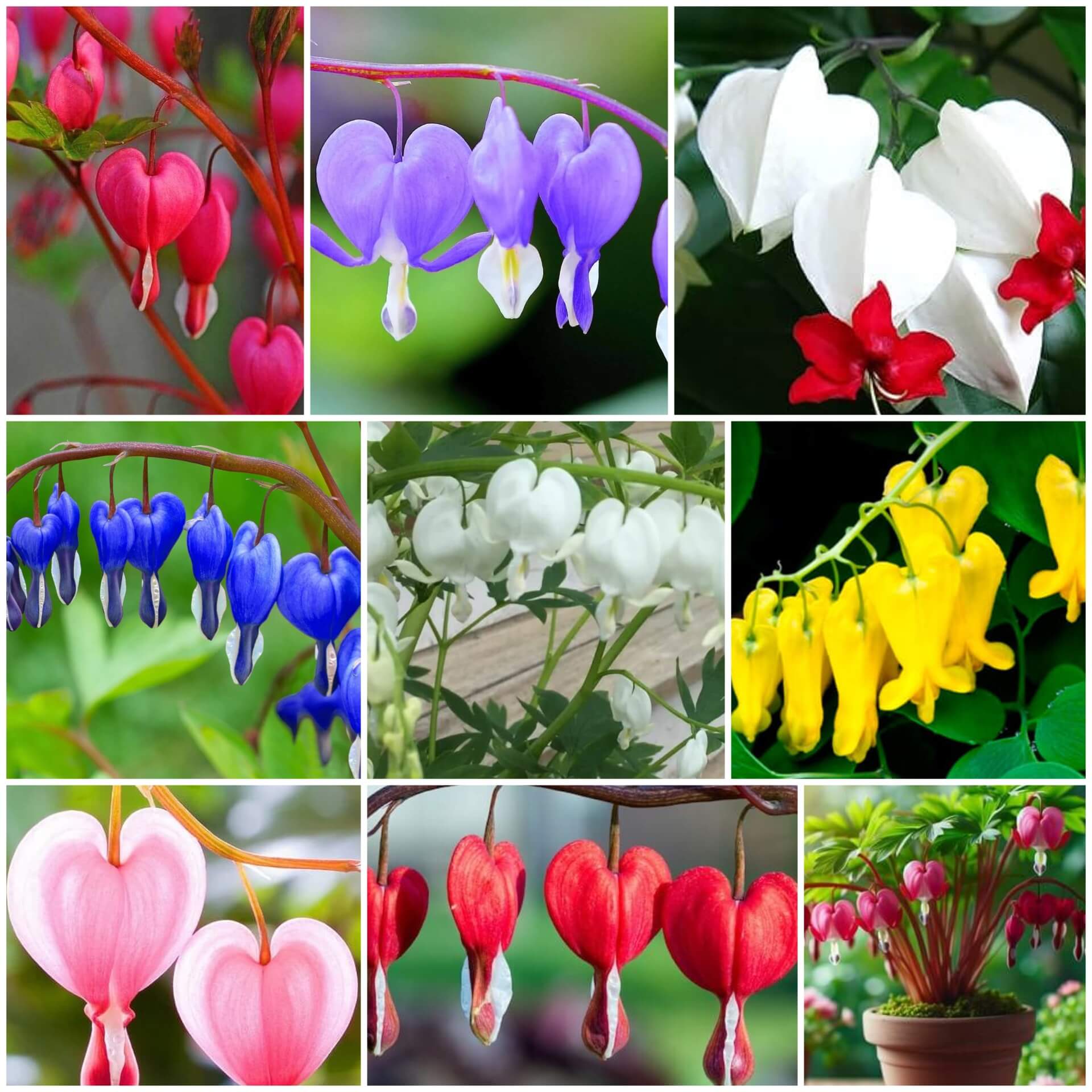 Bleeding Heart Seeds - All In One For Home Gardens