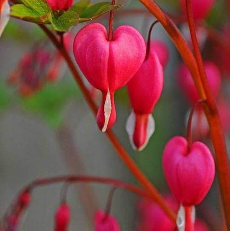Bleeding Heart Seeds - All In One For Home Gardens