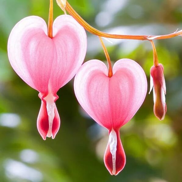 Bleeding Heart Seeds - All In One For Home Gardens