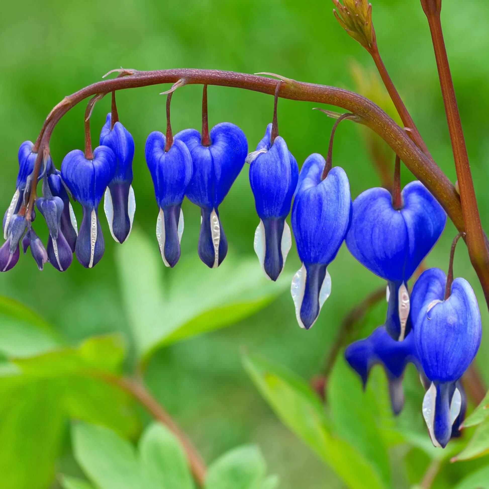 Bleeding Heart Seeds - All In One For Home Gardens