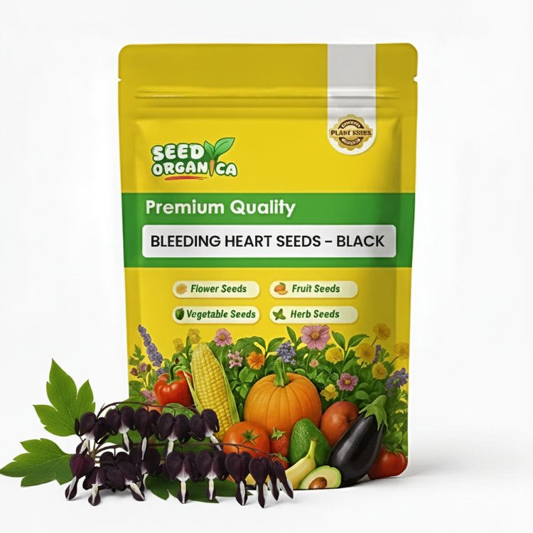 Bleeding Heart Seeds – Black