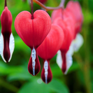 Bleeding Heart Seeds – Mixed Colors
