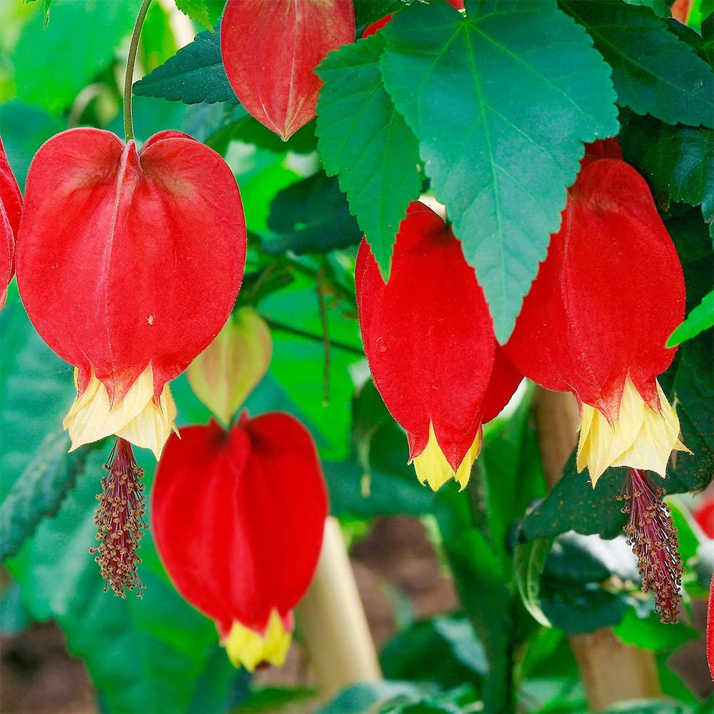 Bleeding Heart Seeds – Rare Red Yellow
