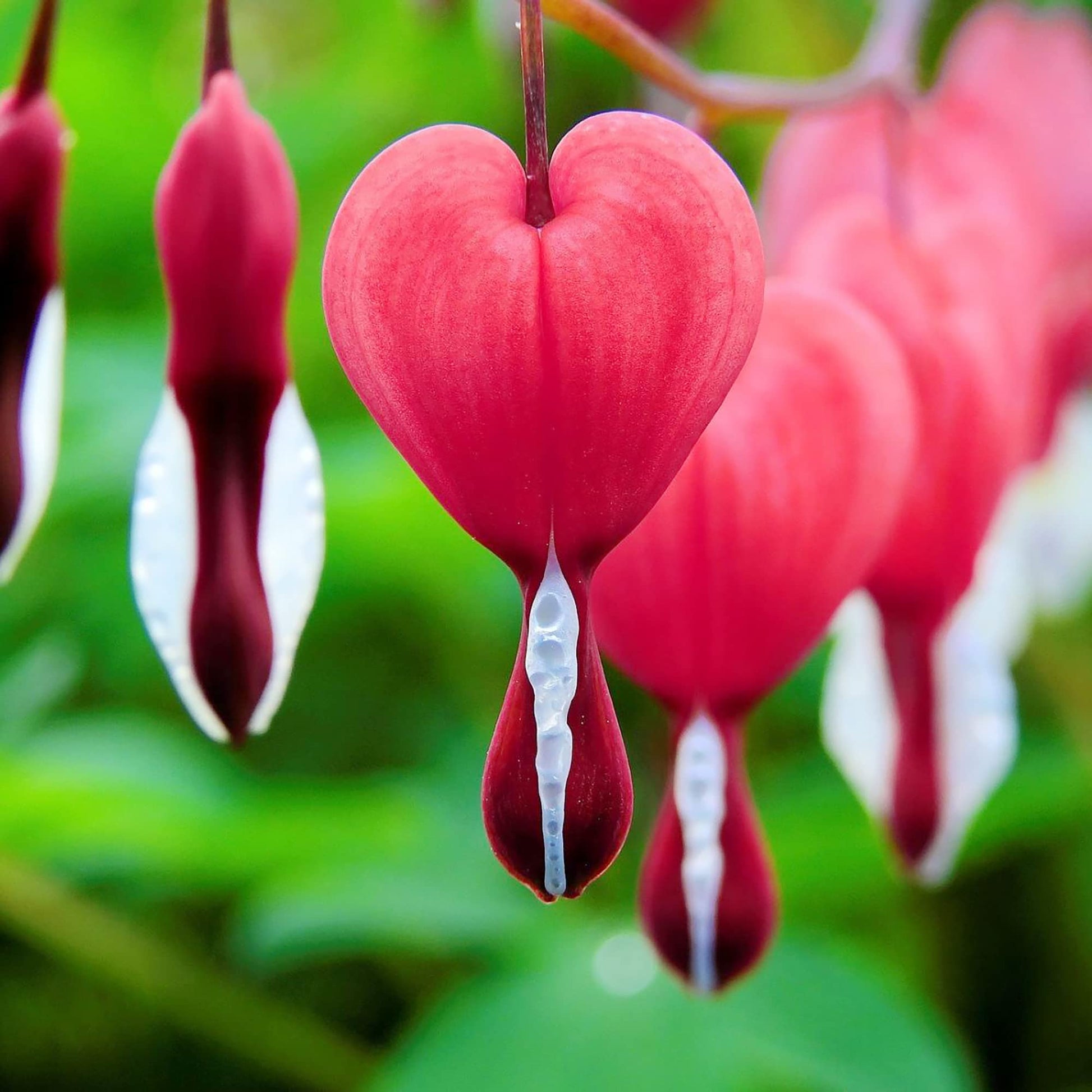 Bleeding Heart Seeds – Red
