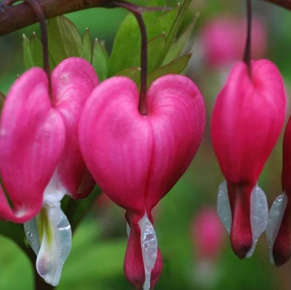 Bleeding Heart Seeds – Wildflower Mix