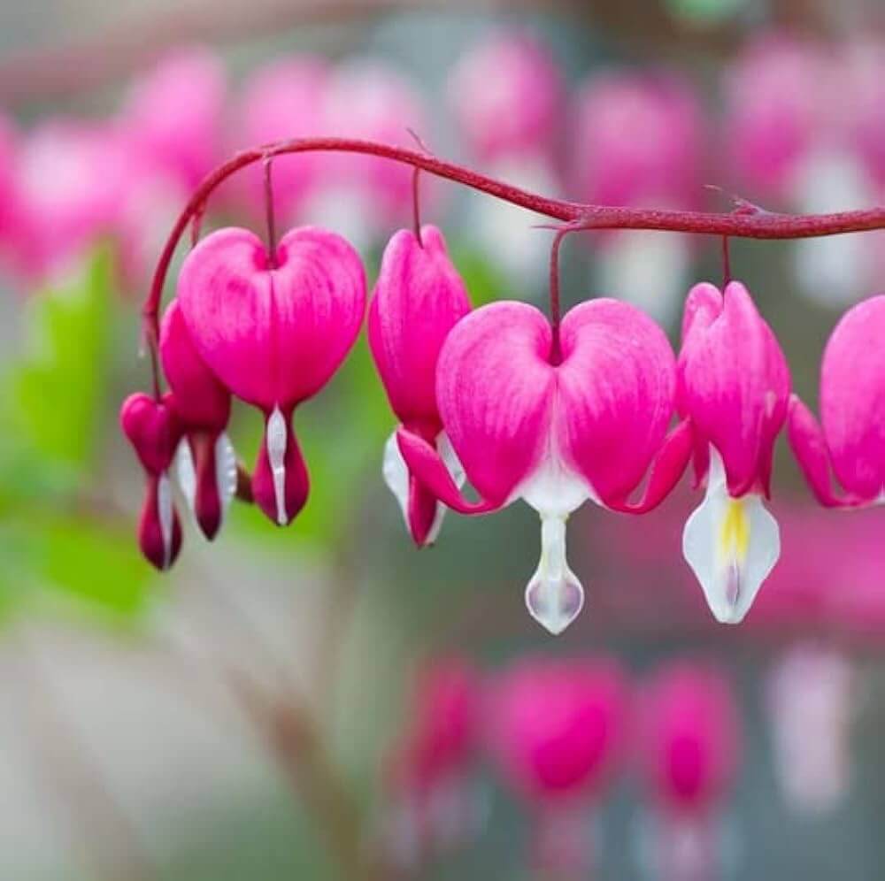 Bleeding Heart Seeds – Wildflower Mix