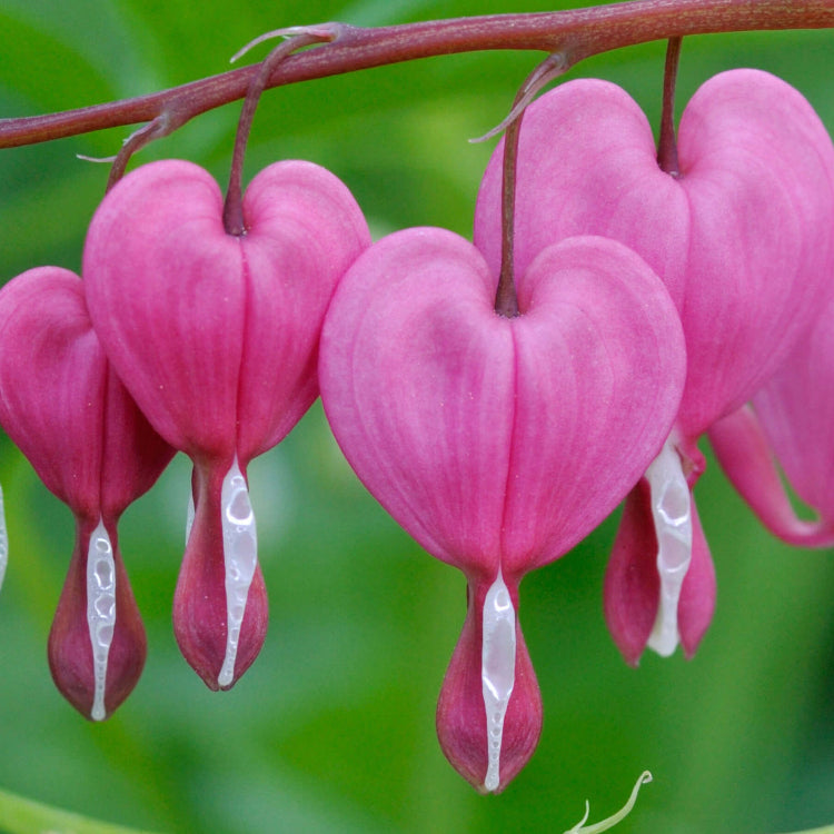 Bleeding Heart Seeds – Wildflower Mix