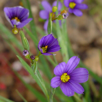 Blue-Eyed Grass Seeds – Perennial
