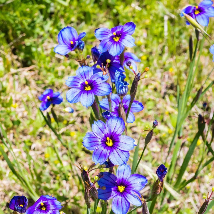 Blue-Eyed Grass Seeds – Perennial
