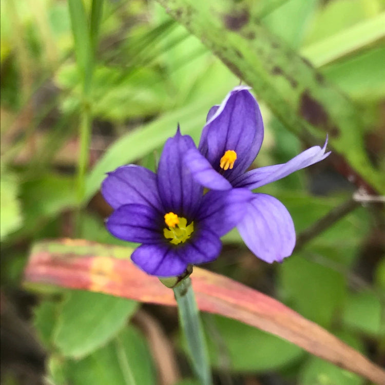 Blue-Eyed Grass Seeds – Perennial
