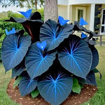 Blue And Purple Caladium Seeds - Flower Plant