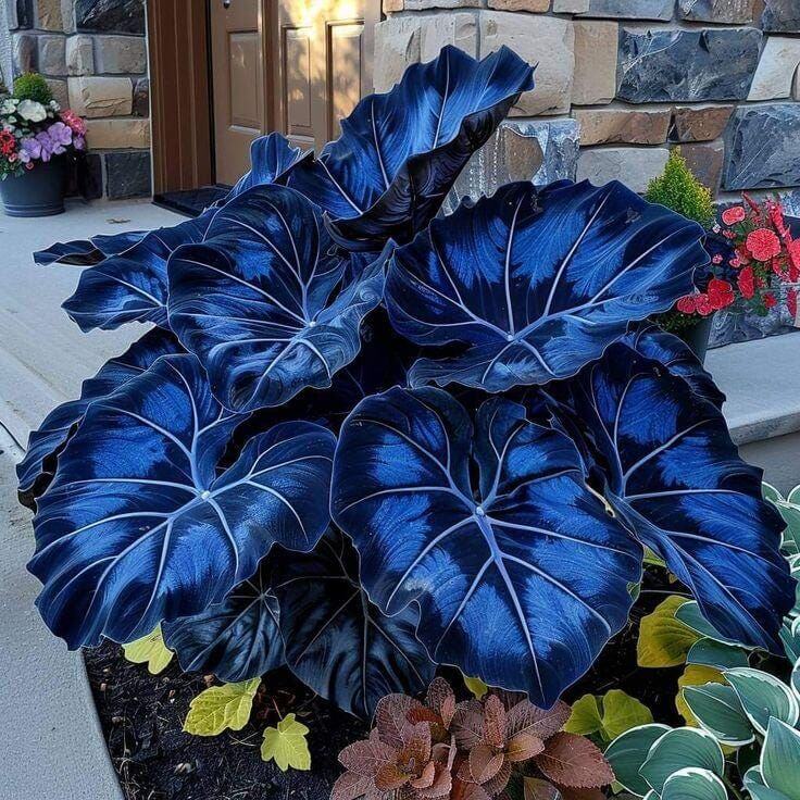 Blue And Purple Caladium Seeds - Flower Plant