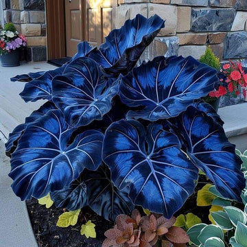Blue And Purple Caladium Seeds - Flower Plant