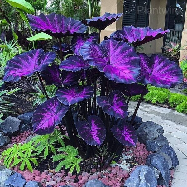 Blue And Purple Caladium Seeds - Flower Plant