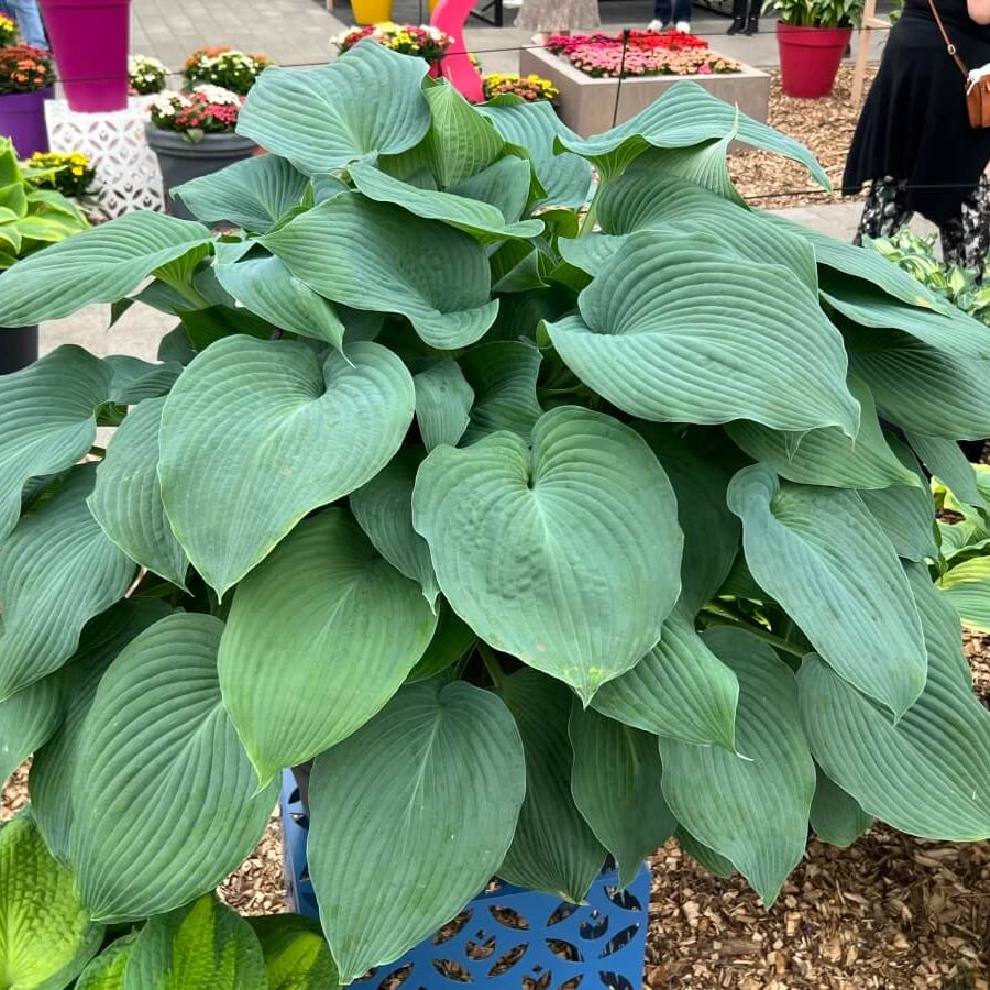 Blue Angel Hosta Seeds | Large Shade Garden Plant