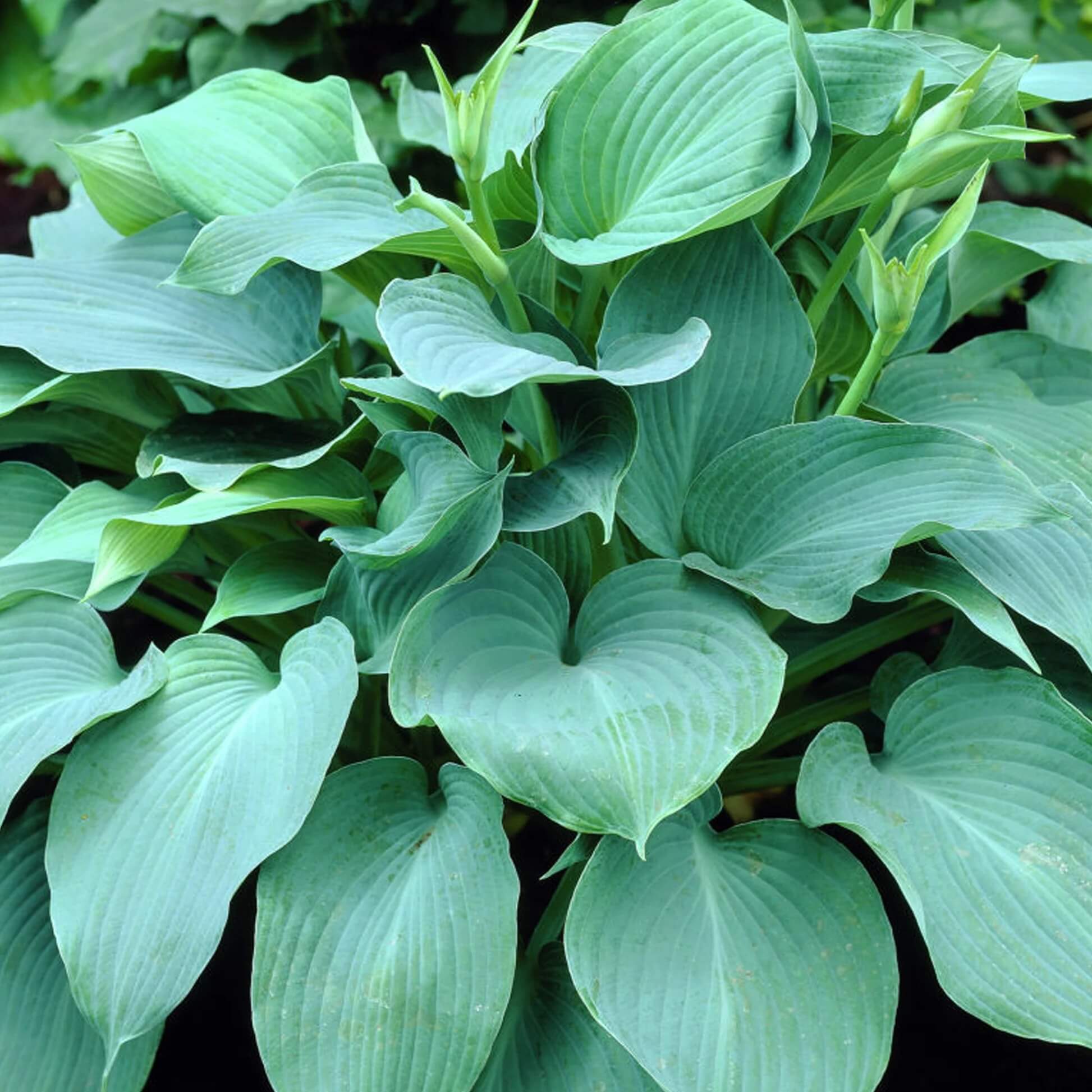 Blue Angel Hosta Seeds - Flower Plant