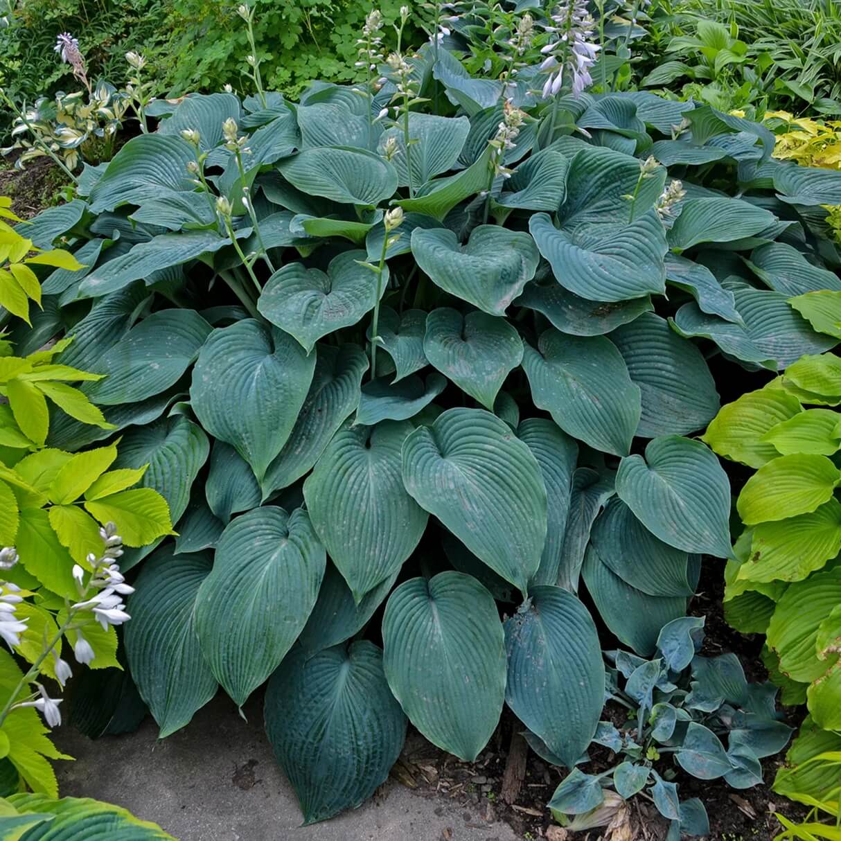 Blue Angel Hosta Seeds - Flower Plant