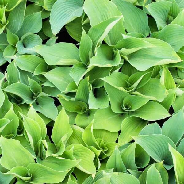 Blue Angel Hosta Seeds - Flower Plant