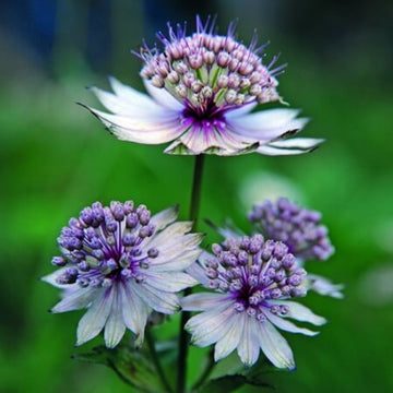 Blue Astrantia Seeds - Flower Plant