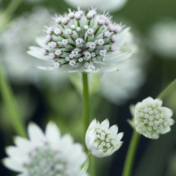 Blue Astrantia Seeds - Flower Plant