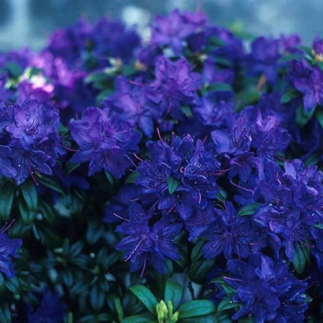 Blue Azalea Seeds