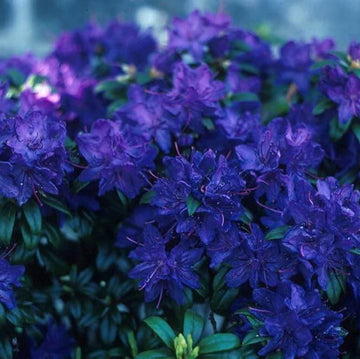 Blue Azalea Seeds