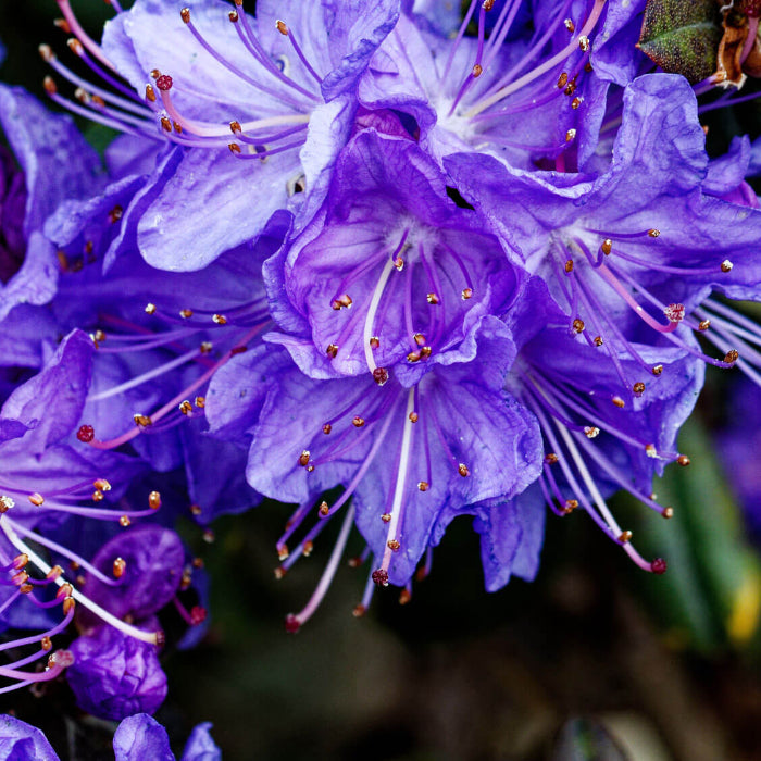 Blue Azalea Seeds