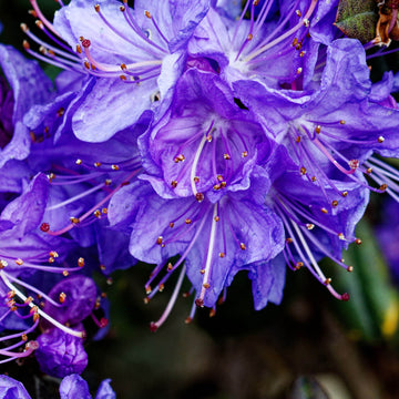 Blue Azalea Seeds