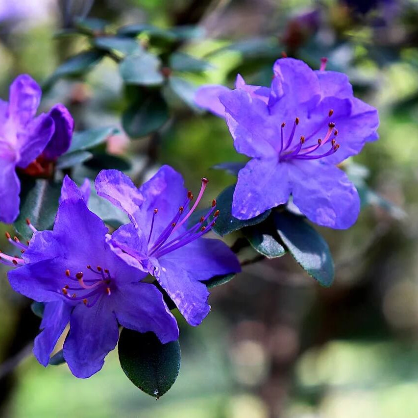 Blue Azalea Seeds