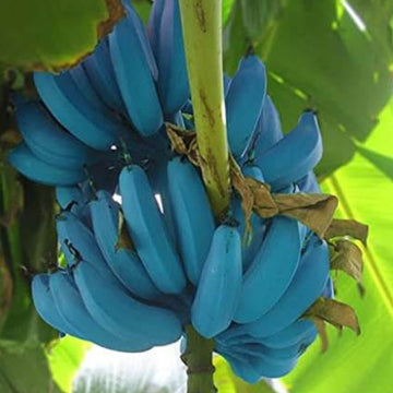 Blue Banana Seeds - Fruit Plant