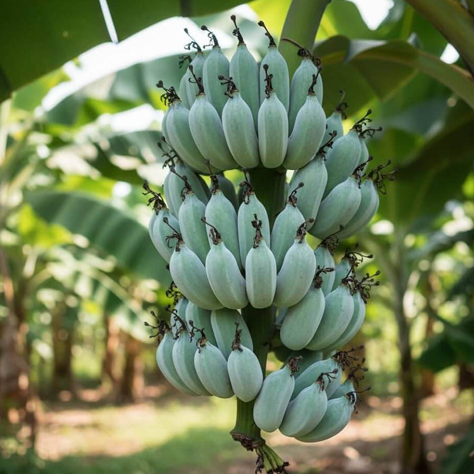 Blue Banana Seeds - Fruit PlantBlue Banana Seeds - Fruit Plant