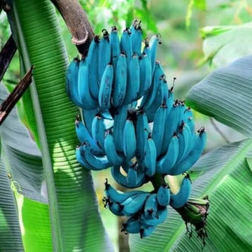 Blue Banana Seeds - Fruit Plant