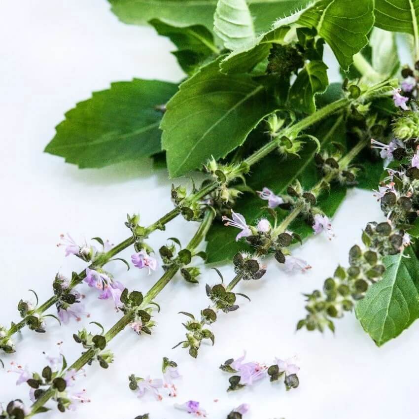 Blue Basil Seeds – Aromatic