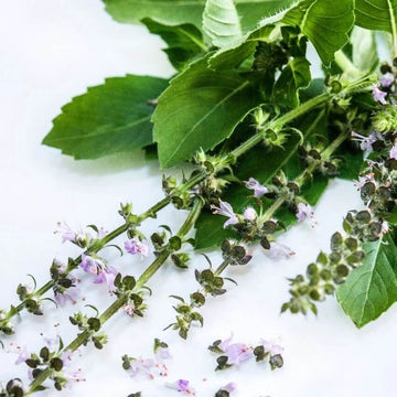 Blue Basil Seeds – Aromatic