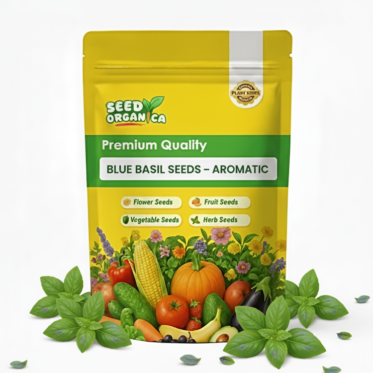 Blue Basil Seeds – Aromatic