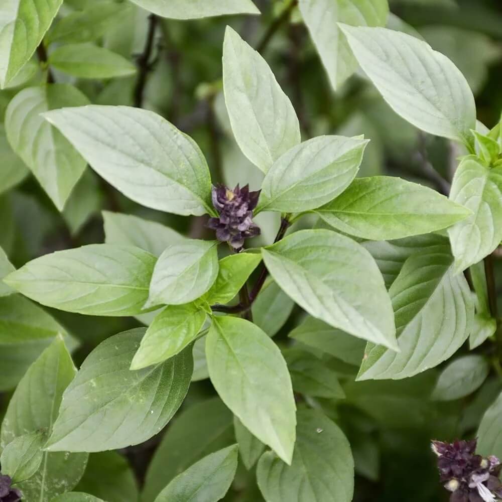 Blue Basil Seeds – Aromatic