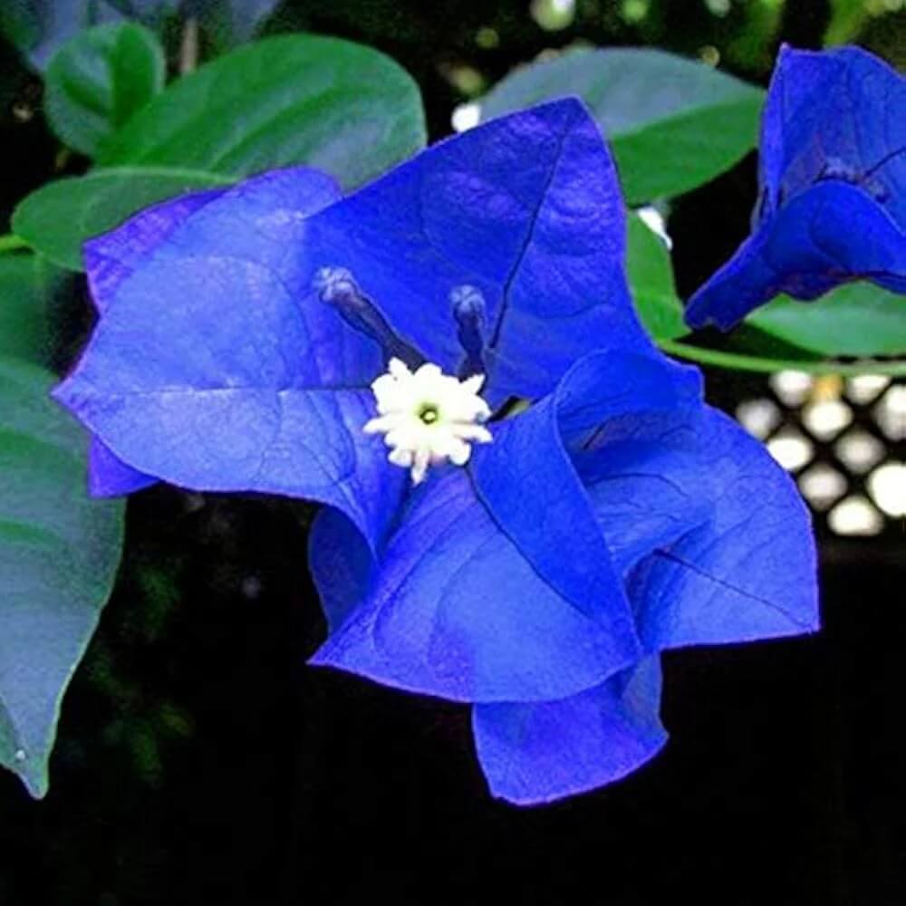 Blue Bougainvillea Seeds - Flower Plant