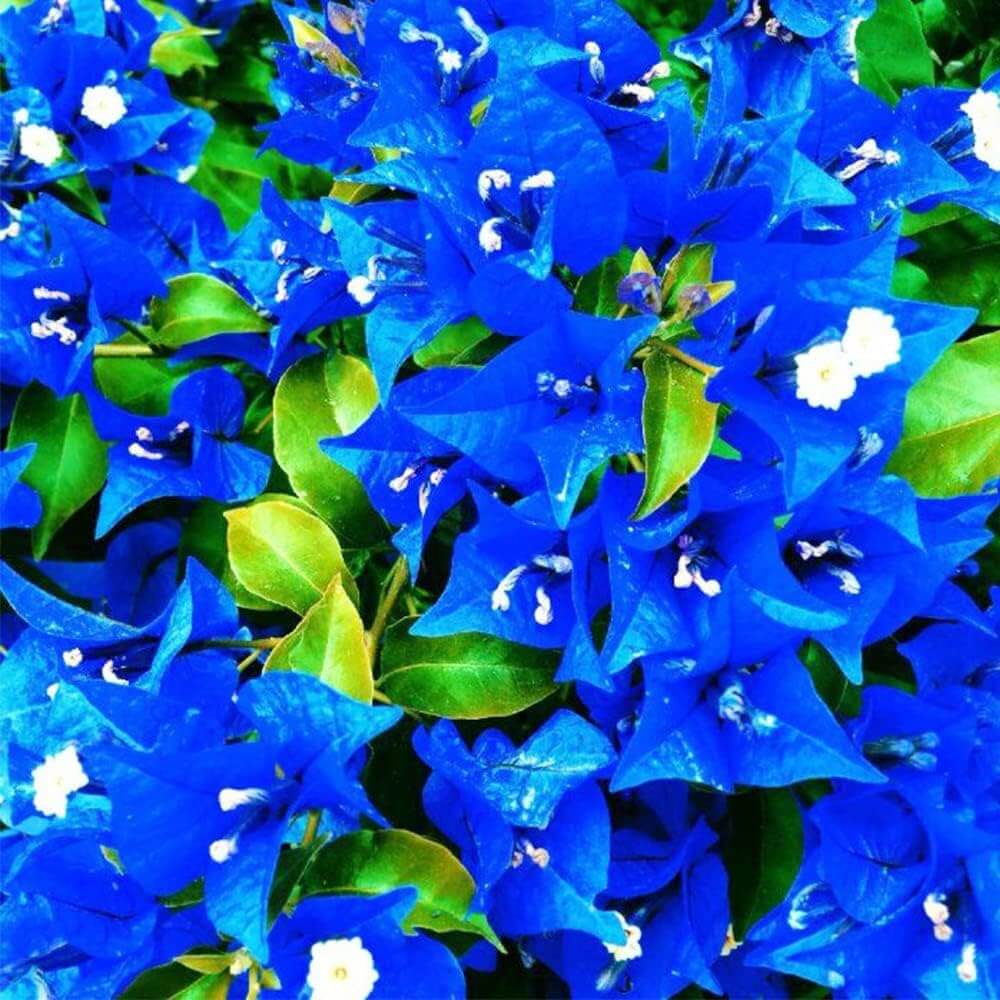Blue Bougainvillea Seeds - Flower Plant