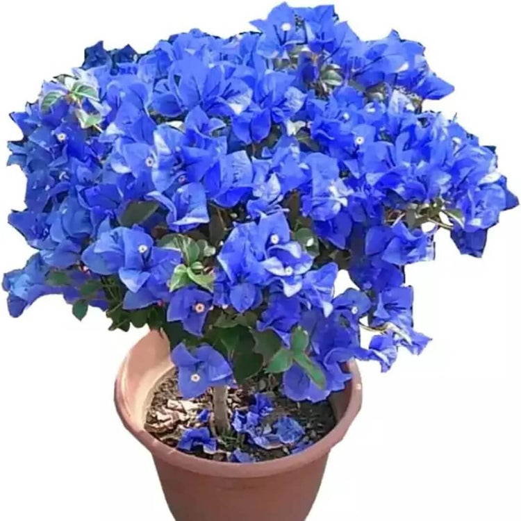 Blue Bougainvillea Seeds - Flower Plant