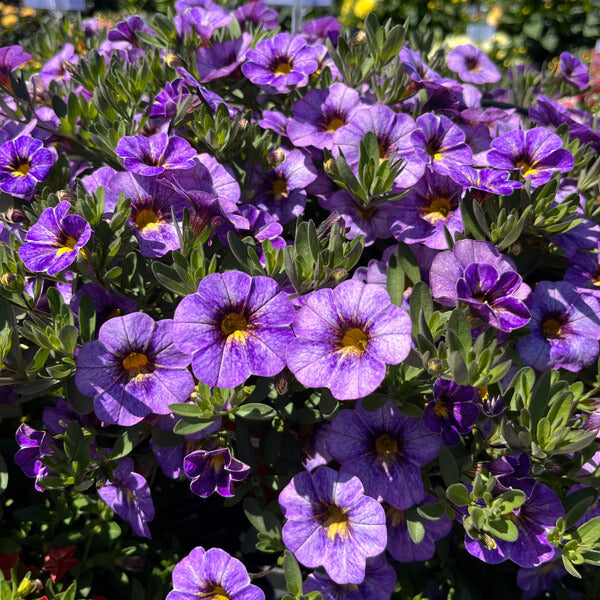 Blue Calibrachoa Seeds - Flwoer Plant