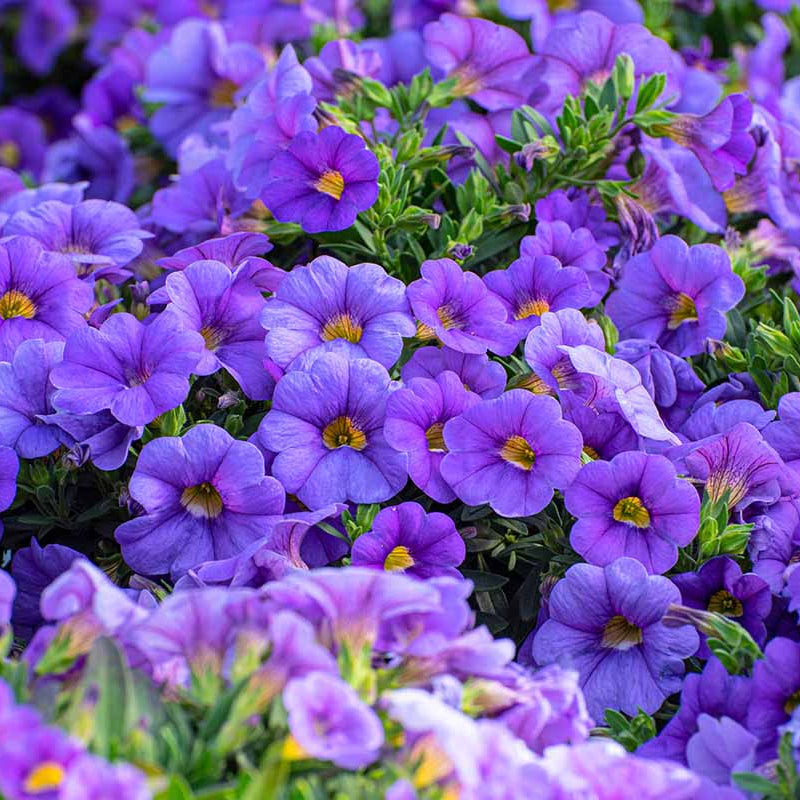 Blue Calibrachoa Seeds - Flwoer Plant