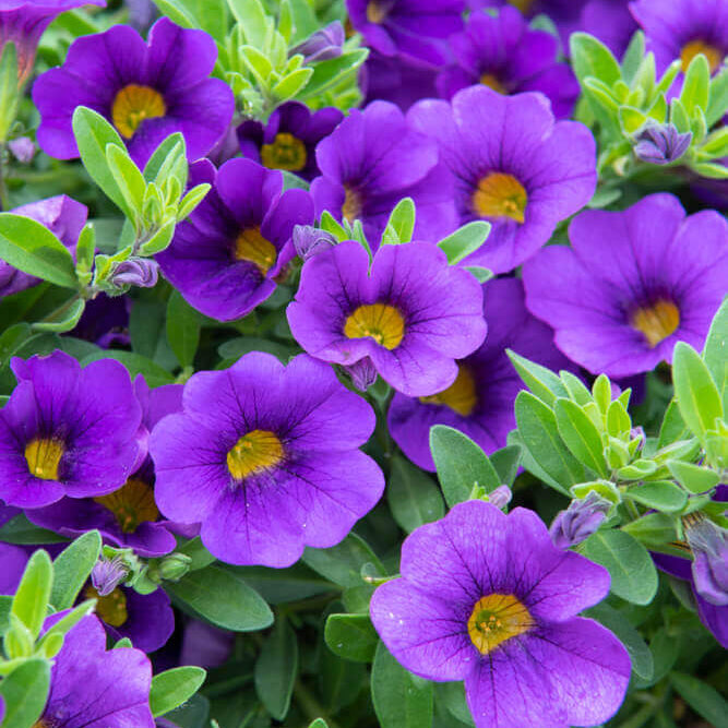 Blue Calibrachoa Seeds - Flwoer Plant