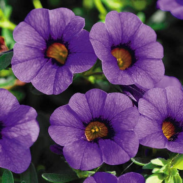 Blue Calibrachoa Seeds - Flwoer Plant