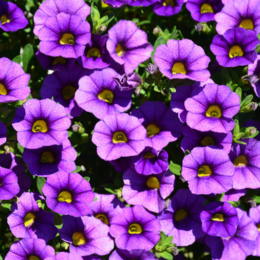 Blue Calibrachoa Seeds - Flwoer Plant
