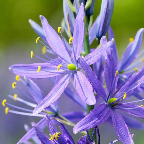 Blue Camas Seeds – Camassia
