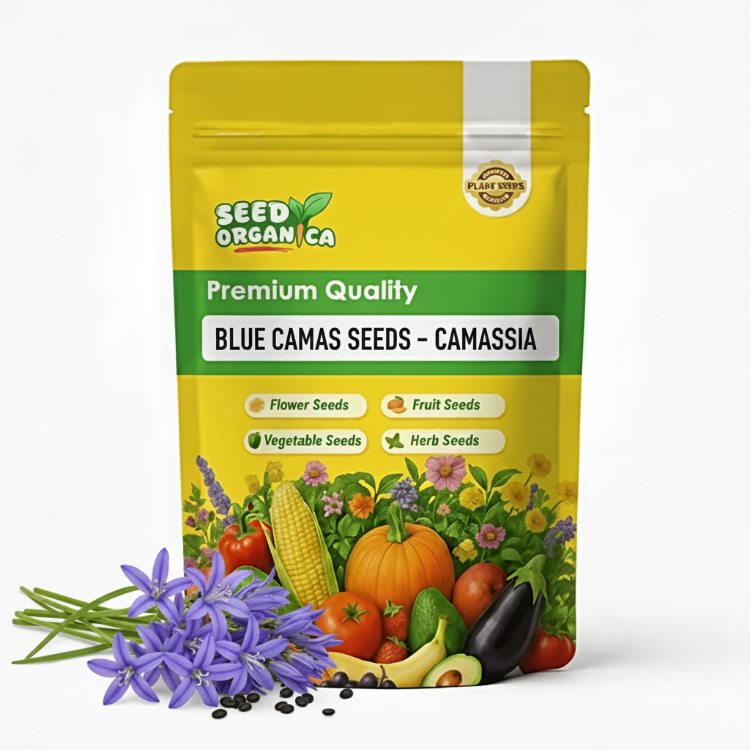 Blue Camas Seeds – Camassia