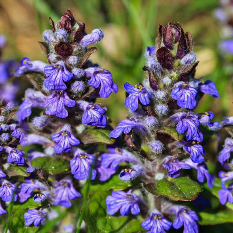 Blue Carpet Ajuga Seeds