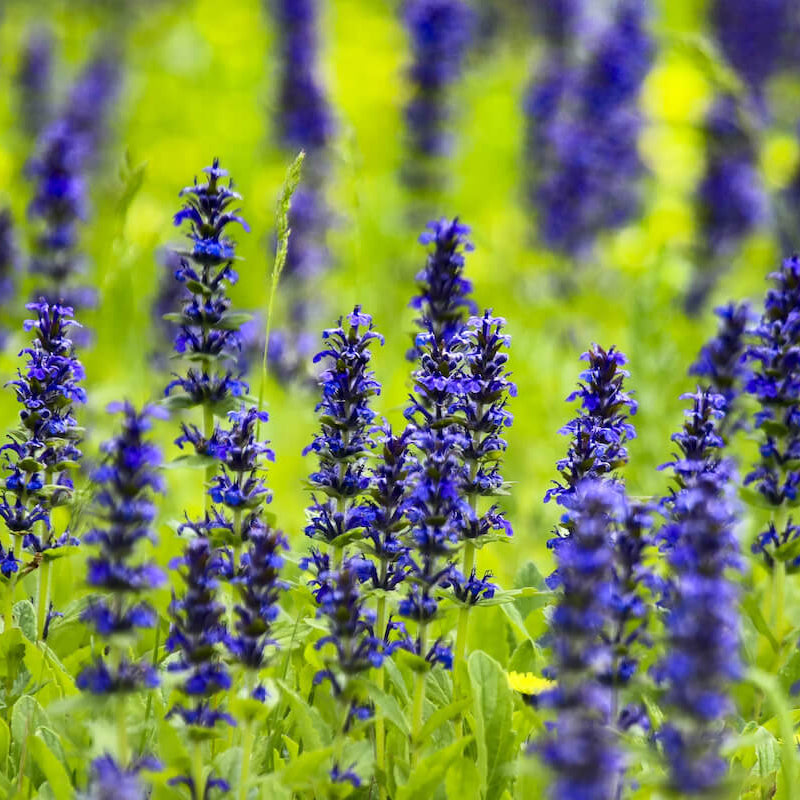 Blue Carpet Ajuga Seeds