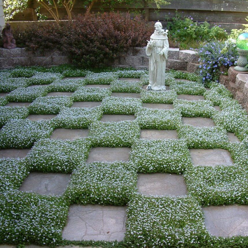 Blue Carpet Plant Seeds